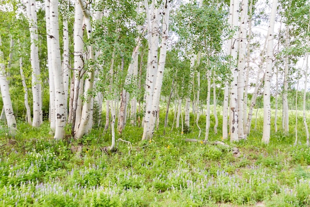 Photo forêt de trembles près de crested butte, colorado.