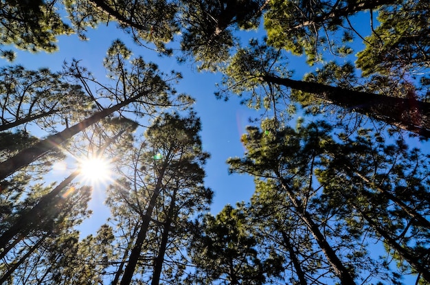 Forêt de très haute pinède