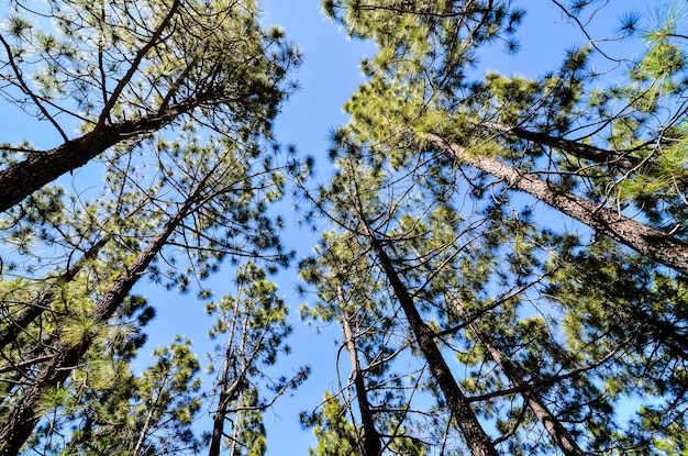 Forêt de très haute pinède