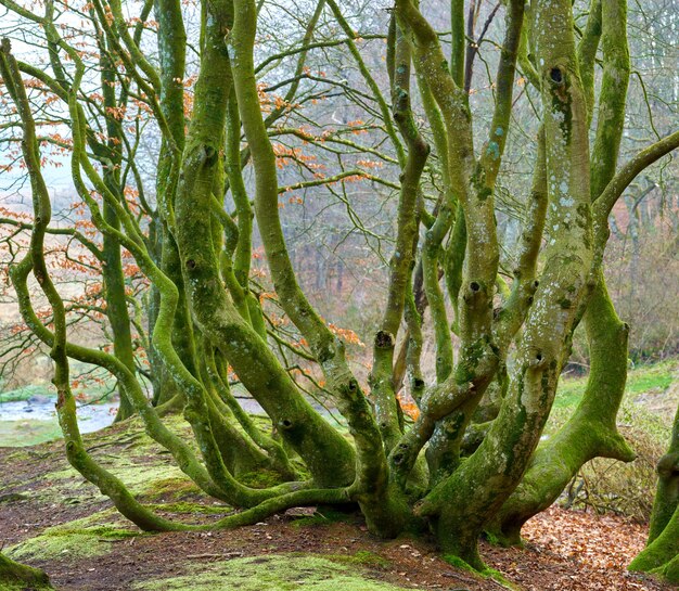 La forêt des trolls Rebild Danemark La forêt enchantée du parc national Rebild Jutland Danemark