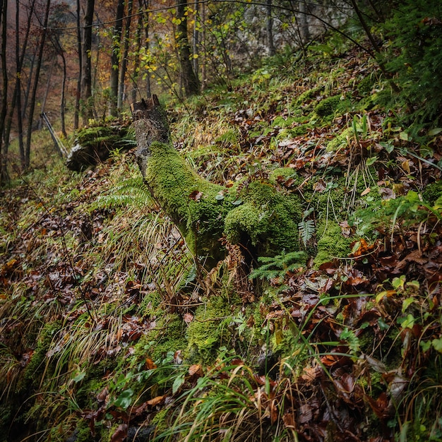 Forêt avec tronc d'arbre recouvert de mousse en Europe