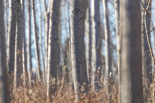 Forêt de troncs d'arbre, fond texturé naturel