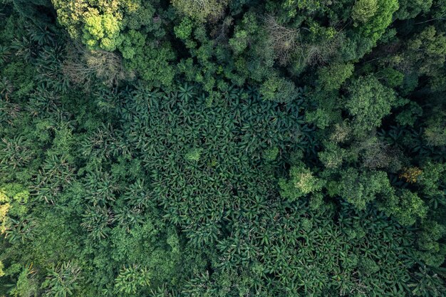 Forêt tropicale à angle élevé et route dans la forêtforêt de bananiers