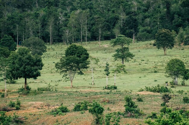 Une forêt tropicale avec des arbres et de l'herbe.