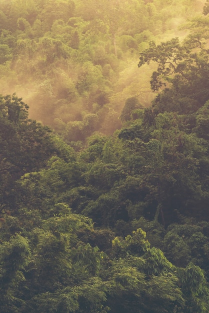 Forêt tropicale asiatique, fond de vue nature