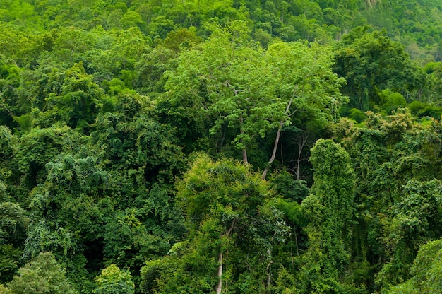 Forêt tropicale asiatique