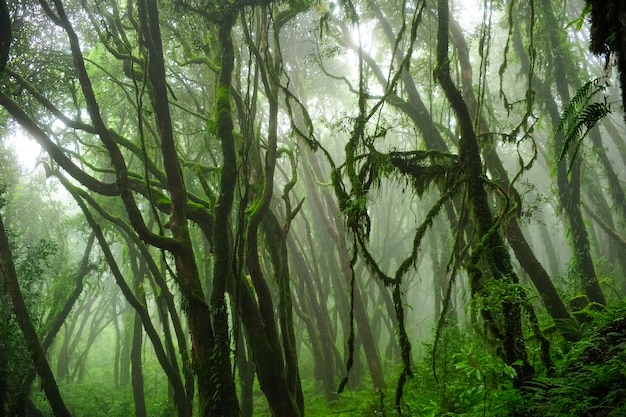 Forêt tropicale en Asie du Sud-Est