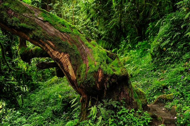 Forêt tropicale en Asie du Sud-Est