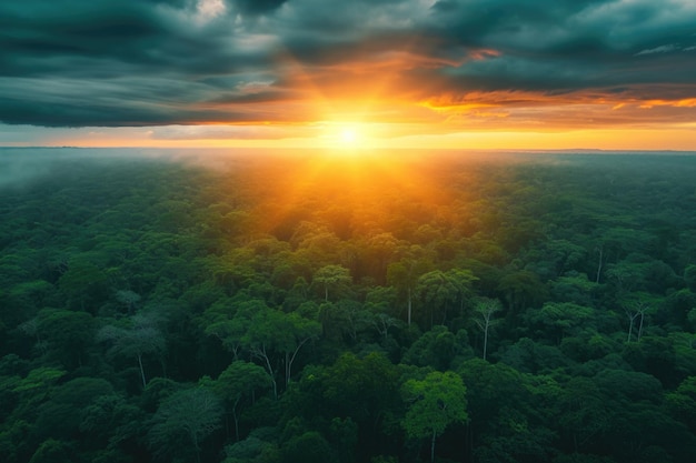 Forêt tropicale au lever du soleil