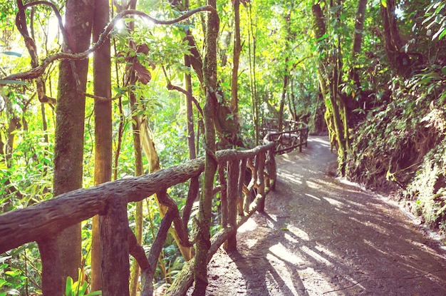 Forêt tropicale brumeuse au Costa Rica, Amérique centrale