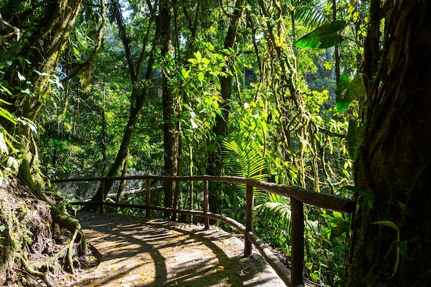 Forêt tropicale brumeuse au Costa Rica, Amérique centrale