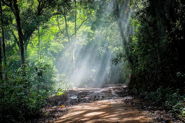 Forêt tropicale avec un chemin de terre