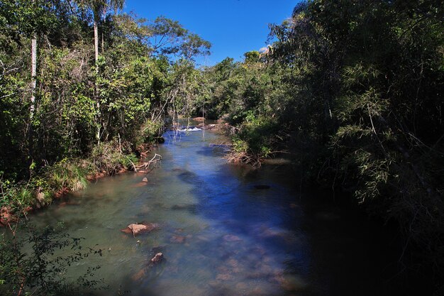 La forêt tropicale sur les chutes d'Iguazu en Argentine et au Brésil