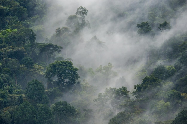 Forêt tropicale dans la brume du matin Parc national de la forêt impénétrable de Bwindi Afrique Ouganda