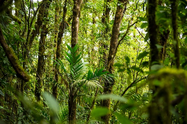 Photo forêt tropicale dense au costa rica