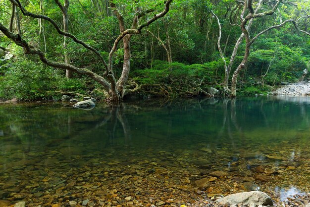 Forêt tropicale et étang