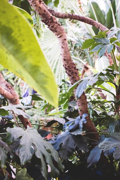 Forêt tropicale d'été