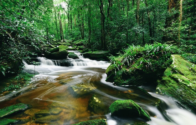 Forêt tropicale humide avec roche et vert mos dans la forêt tropicale sauvage du matin