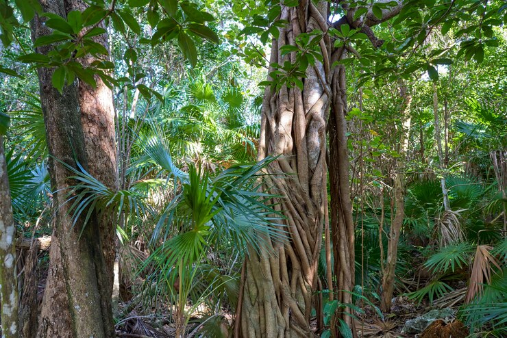 Photo forêt tropicale jungle sur la riviera maya au mexique