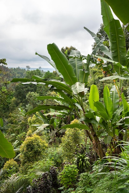Forêt tropicale luxuriante avec des bananiers à Bali Indonésie