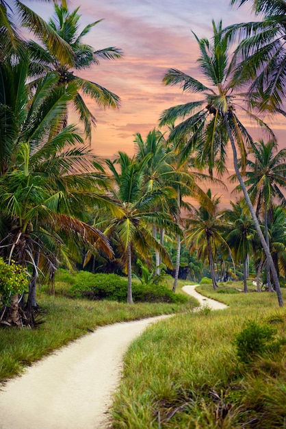 Photo la forêt tropicale, palmiers sur fond de plage de palmiers.