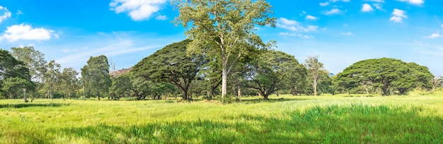 Forêt tropicale panoramique