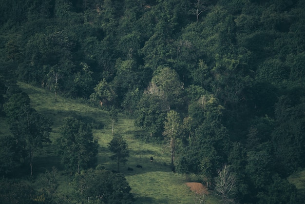 forêt tropicale avec paysage d'arbres verts