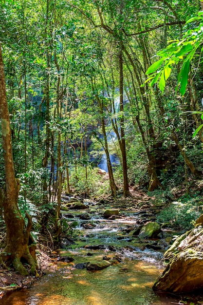 Forêt tropicale et rivière calme avec une cascade cachée derrière les arbres dans l'État du Minas Gerais au Brésil