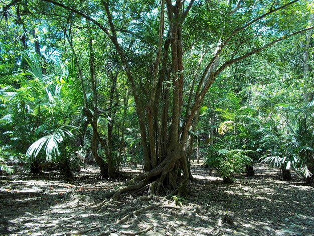 La forêt tropicale de Tikal Guatemala