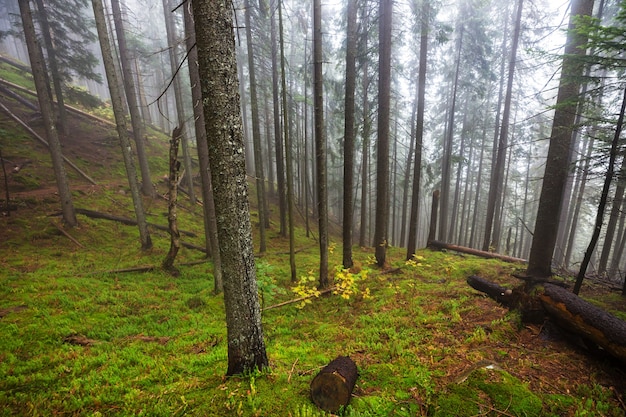 Forêt tropicale à végétation dense