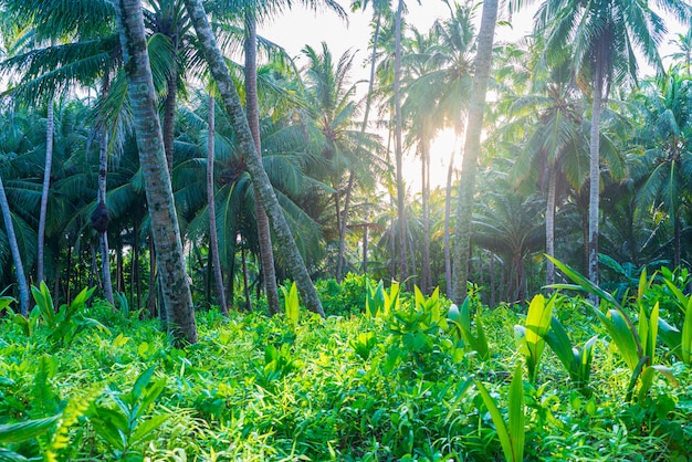 Forêt tropicale verte luxuriante, sunburst dans les bois de palmiers