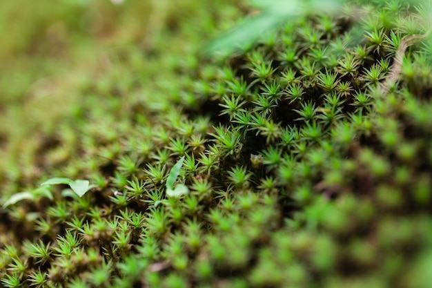 Forêt tropicale