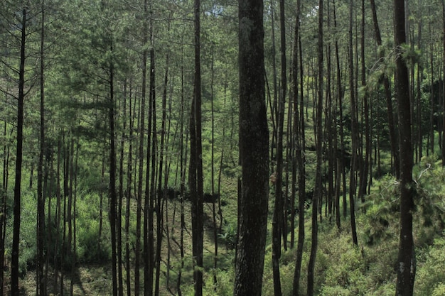 Forêt tropicale