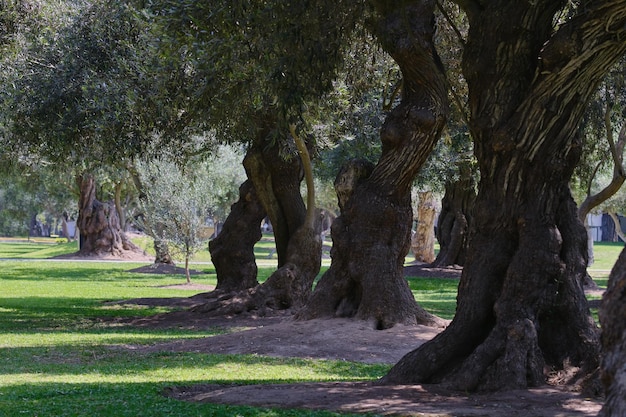 Forêt urbaine d'oliviers centenaires dans le centre de la ville Parque el Olivar à Lima Pérou