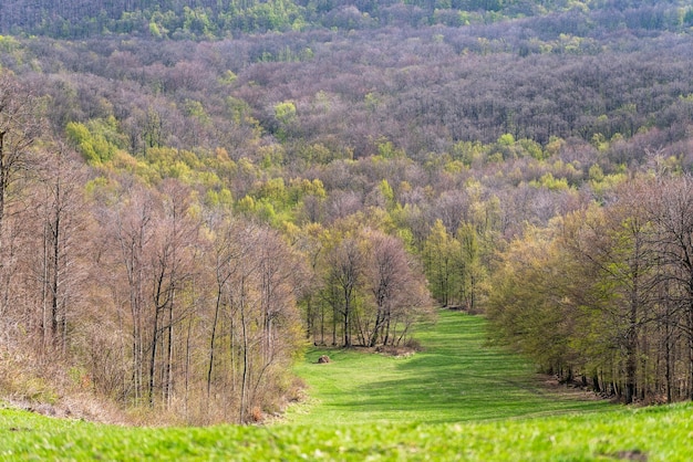 Forêt verte au printemps Herbe verte au soleil