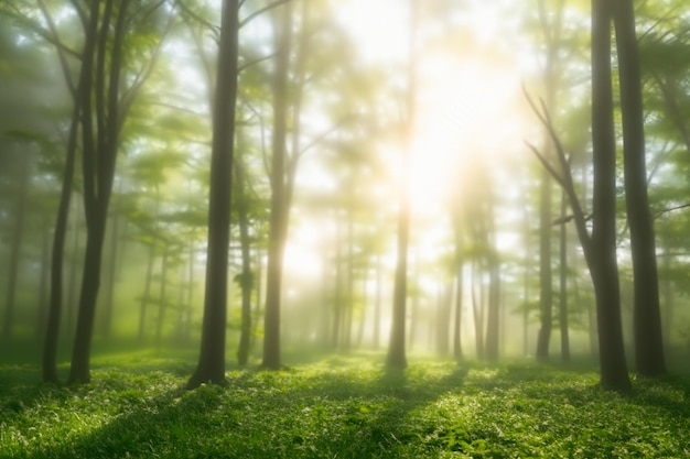 Forêt verte brumeuse de printemps avec une luminosité floue du soleil