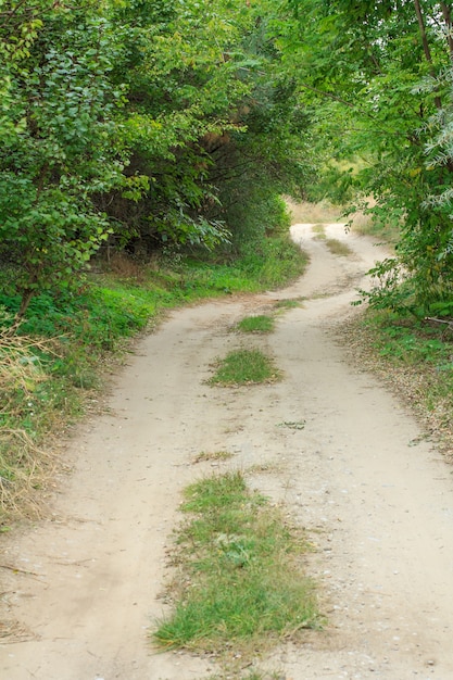 Forêt verte et le chemin de terre qui la traverse au jour d'été. Paysage rustique.