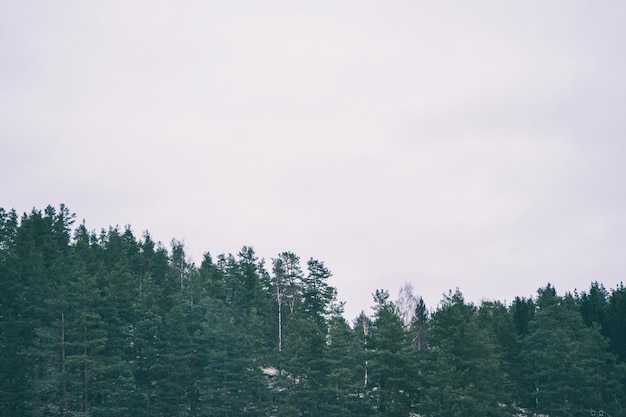 Forêt verte sur ciel gris. Paysage naturel minimaliste