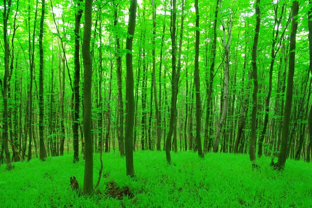 Forêt verte dans une journée ensoleillée