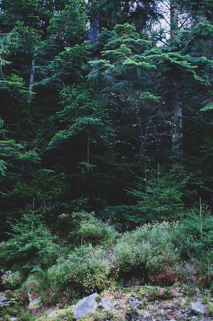 Forêt verte dans les montagnes