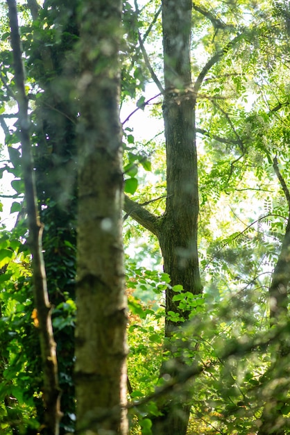 Forêt verte dense de fond naturel