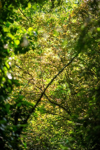 Forêt verte dense de fond naturel