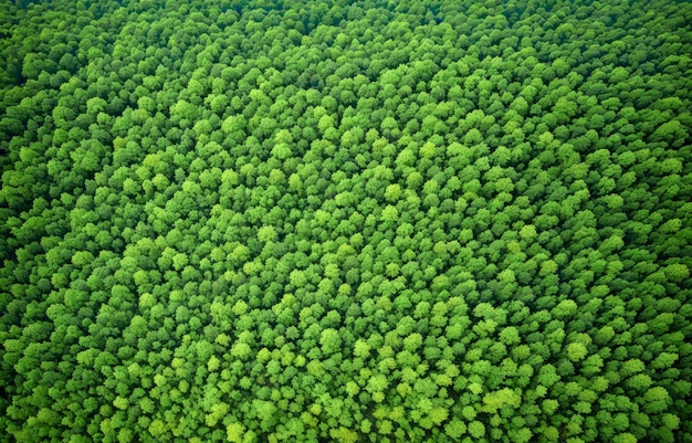 Une forêt verte est vue d'en haut.