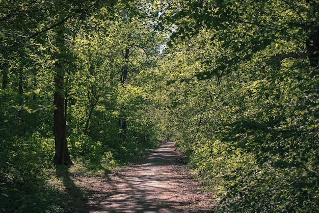 Forêt verte d'été avec chemin, fond saisonnier extérieur naturel.