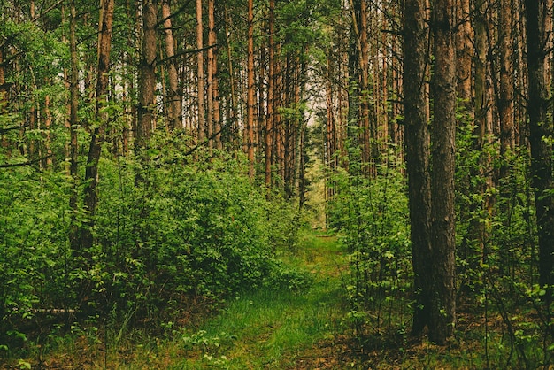 Forêt verte d'été avec des pins, fond saisonnier extérieur naturel.