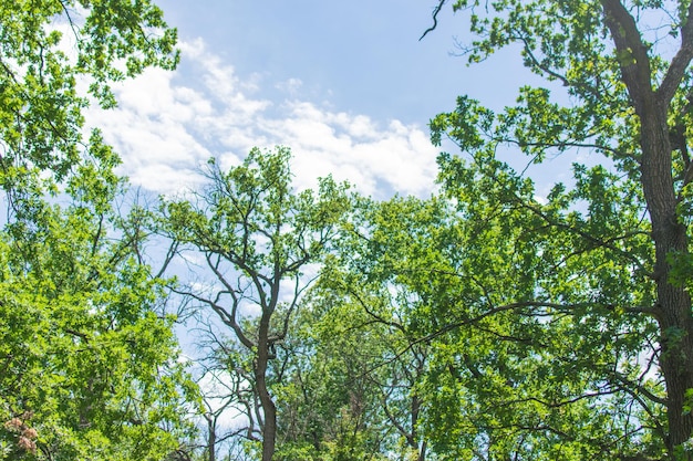 Forêt verte en été