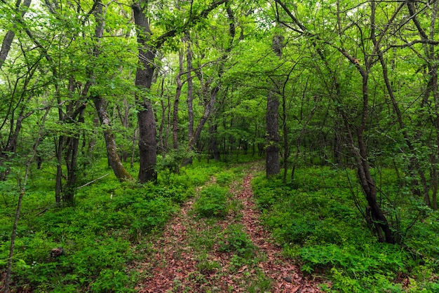 Forêt verte d'été