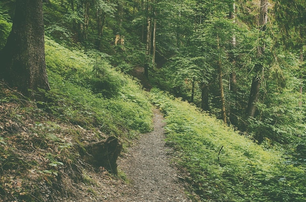 Forêt verte d'été