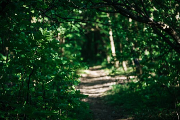 Forêt verte d'été