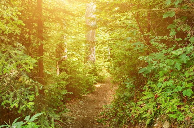 Forêt verte d'été